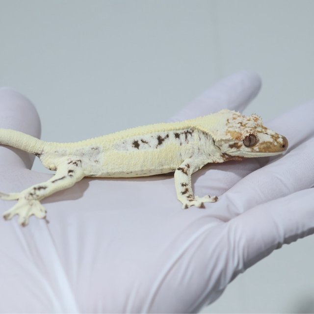 릴리화이트 솔리드백 쿼드 화이트핀 핀스트라이프 드리피