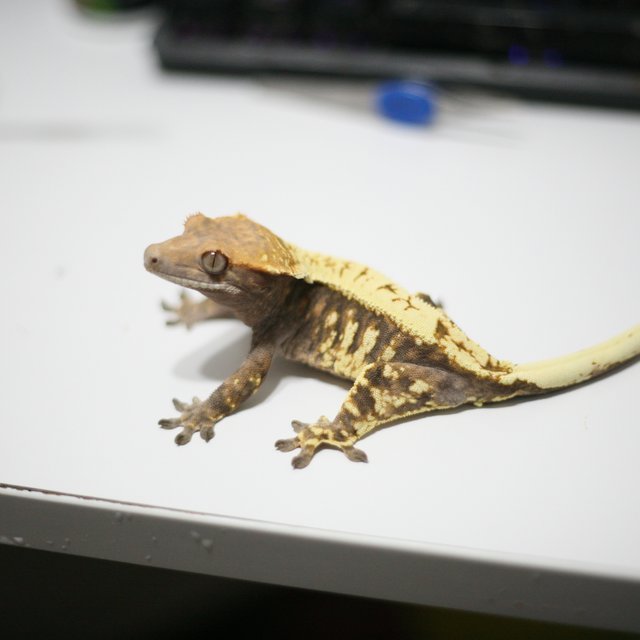 카푸치노 익스트림할리퀸 트라이 드리피