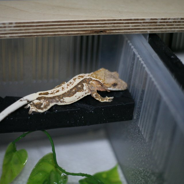 카푸치노 엠티백 쿼드 슈퍼스트라이프 핀스트라이프 드리피