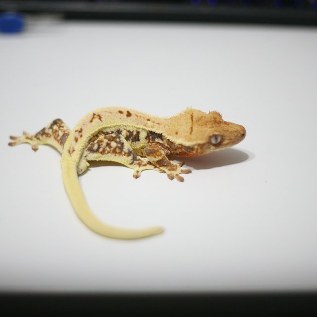 레드 릴리화이트 드리피