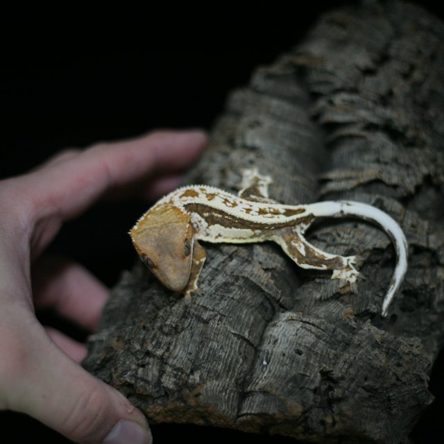 카푸치노 엠티백 쿼드 슈퍼스트라이프 핀스트라이프 드리피