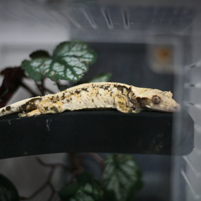 드리피 화이트스팟 화이트포트홀 노멀 텐저린 화이트