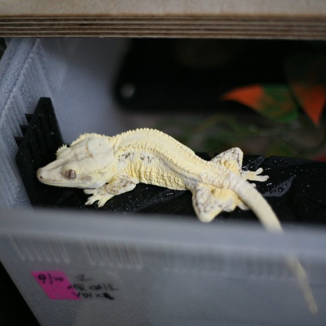 릴리화이트 솔리드백