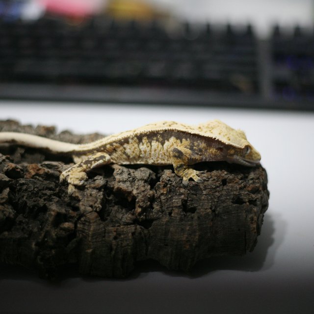 100%헷아잔틱 드리피 풀핀 핀스트라이프