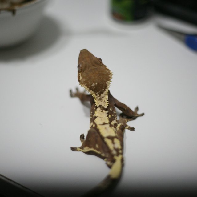 세이블 익스트림할리퀸 드리피 할리퀸