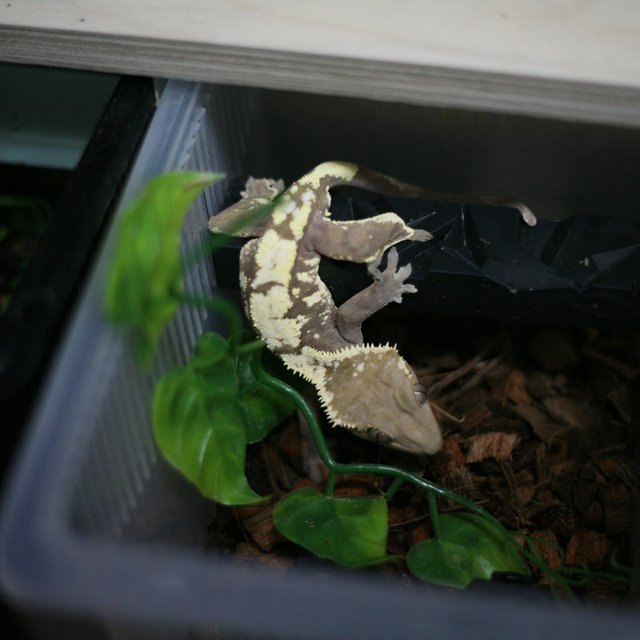 세이블 익스트림할리퀸 드리피 할리퀸