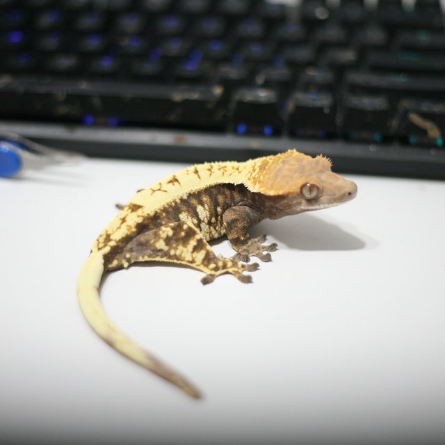 카푸치노 익스트림할리퀸 트라이 드리피