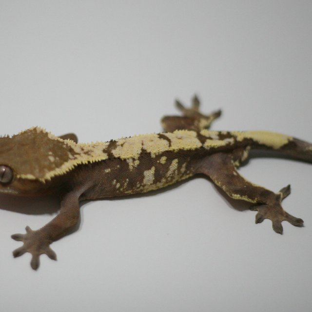 세이블 익스트림할리퀸 드리피 할리퀸