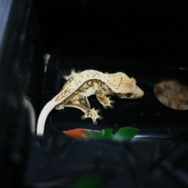 쿼드 핀스트라이프 트라이