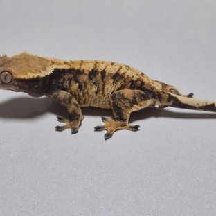 텐저린 익스트림할리퀸