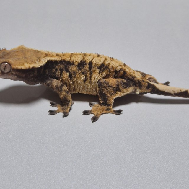 텐저린 익스트림할리퀸