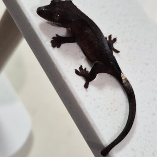 챠콜 팬텀 카푸치노