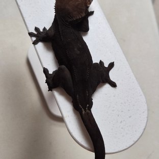 챠콜 팬텀 카푸치노