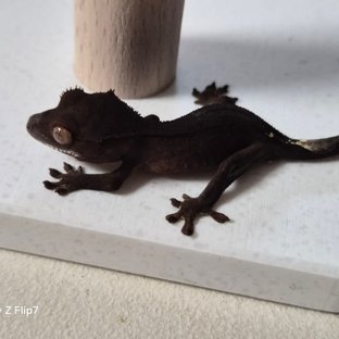 챠콜 팬텀 카푸치노