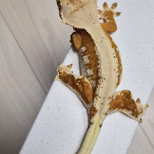 릴리100%헷아잔틱