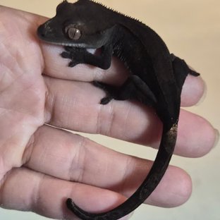 챠콜 팬텀 카푸치노 풀핀