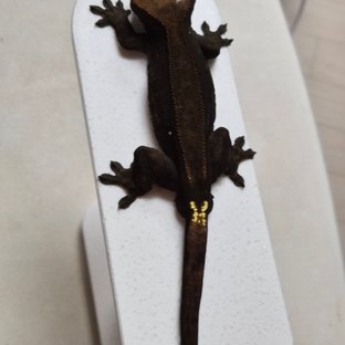 챠콜 카푸치노 팬텀 쿼드