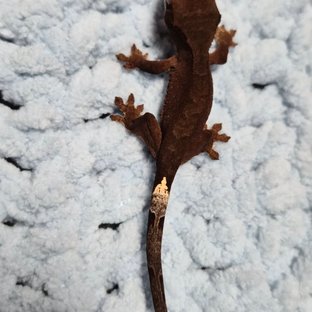 챠콜 팬텀 카푸치노