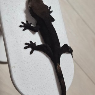 챠콜 팬텀 카푸치노 풀핀