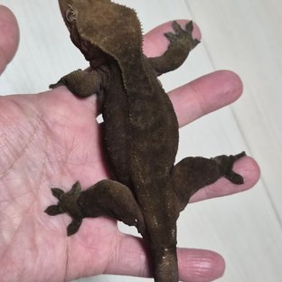 100%헷아잔틱 다크