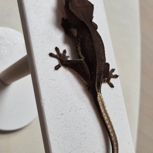 챠콜 팬텀 릴리화이트