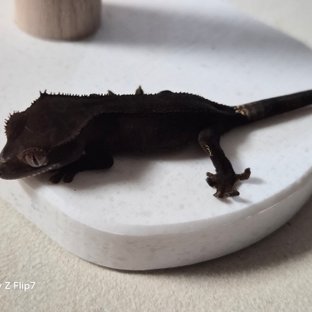 챠콜 팬텀 카푸치노