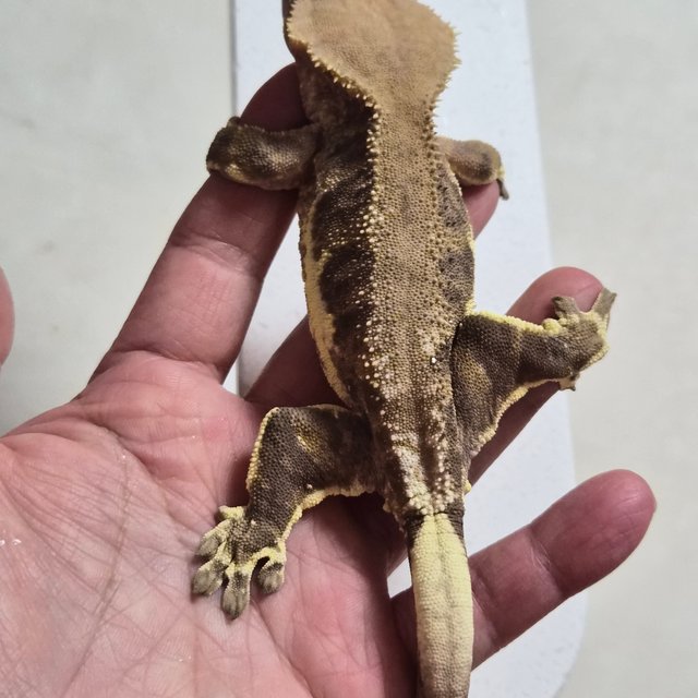 팬텀 릴리화이트