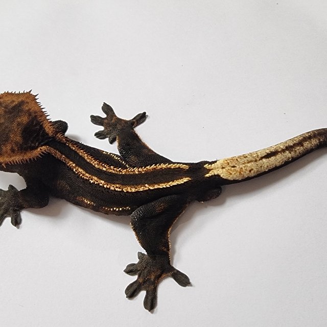 슈퍼스트라이프 엠티백