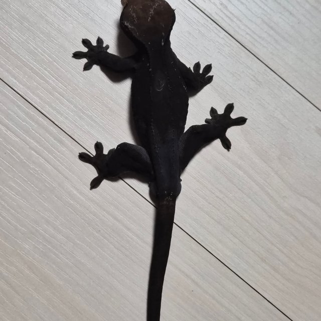 챠콜 팬텀 카푸치노