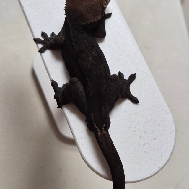 챠콜 팬텀 카푸치노