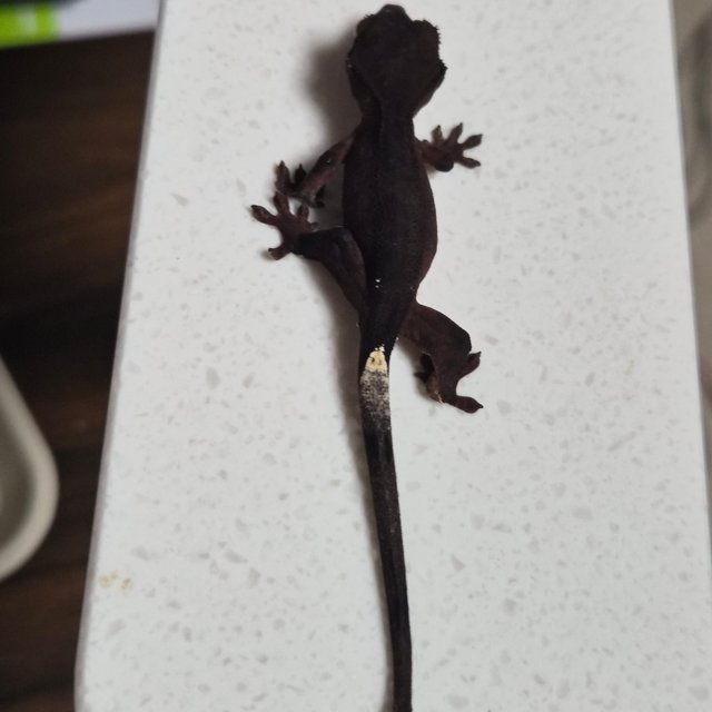 챠콜 팬텀 카푸치노