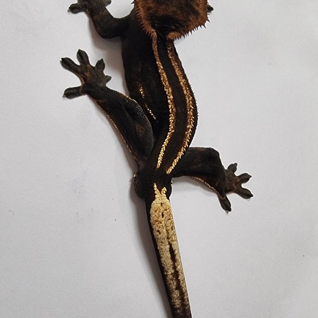 슈퍼스트라이프 엠티백