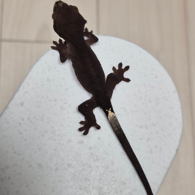 챠콜 팬텀 슈퍼스트라이프 카푸치노