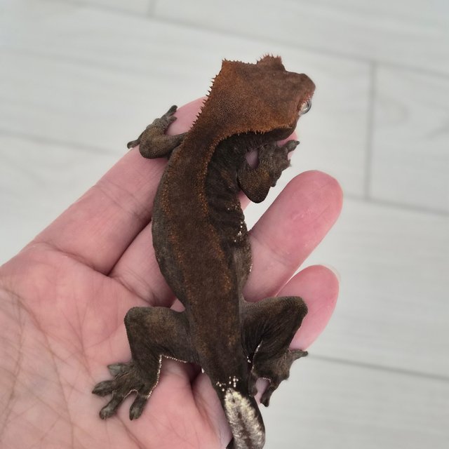 팬텀 프라푸치노