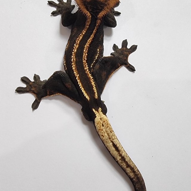 슈퍼스트라이프 엠티백