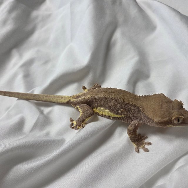 팬텀 릴리화이트