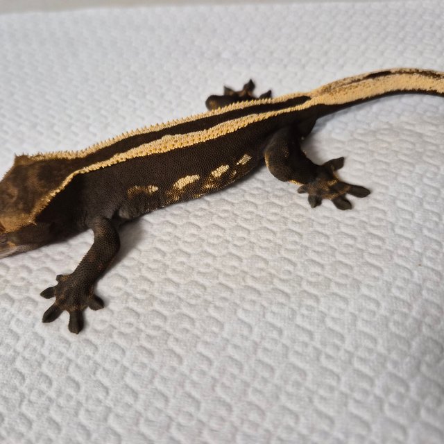 슈퍼스트라이프 엠티백