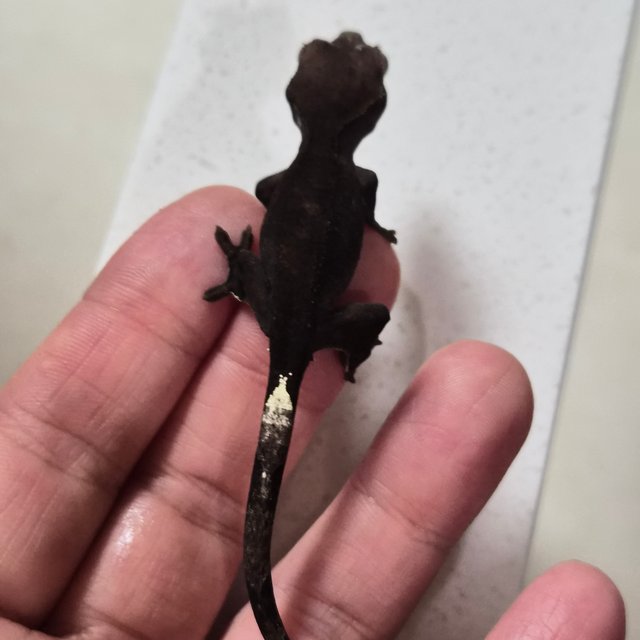 챠콜 팬텀 카푸치노