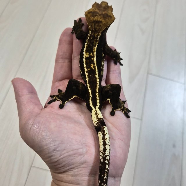 100%헷아잔틱 엠티백