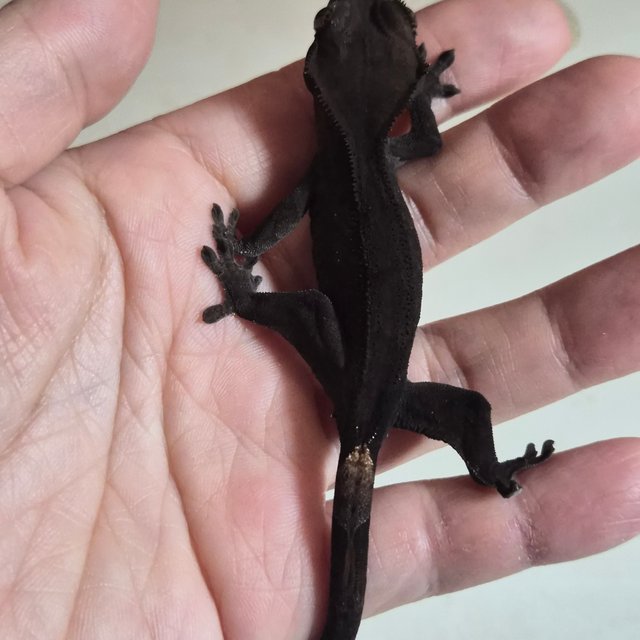 챠콜 팬텀 카푸치노 풀핀