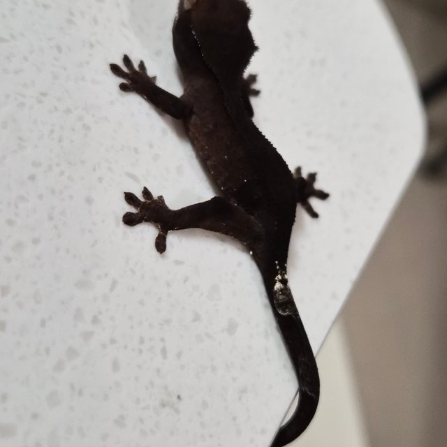 챠콜 팬텀 카푸치노