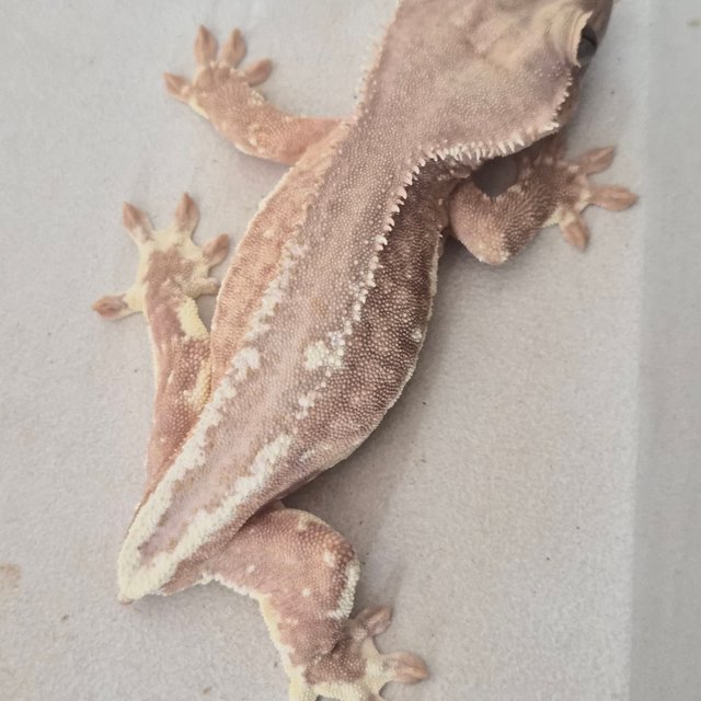 팬텀 릴리화이트