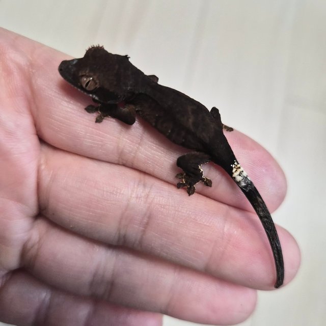 챠콜 팬텀 카푸치노