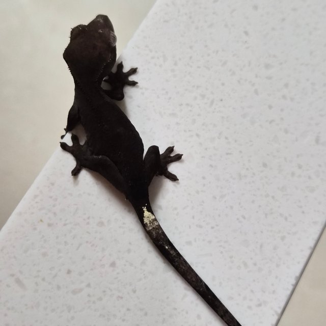 카푸치노 아잔틱