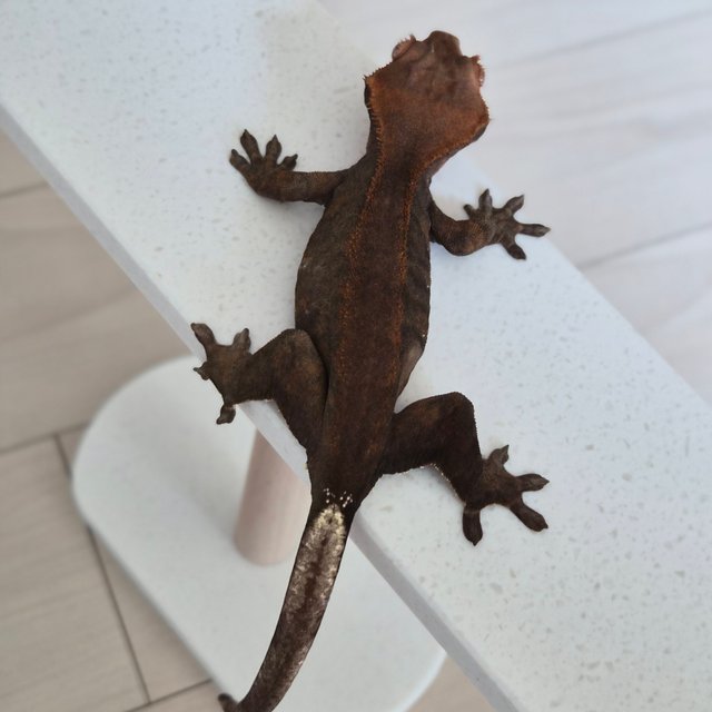 팬텀 프라푸치노