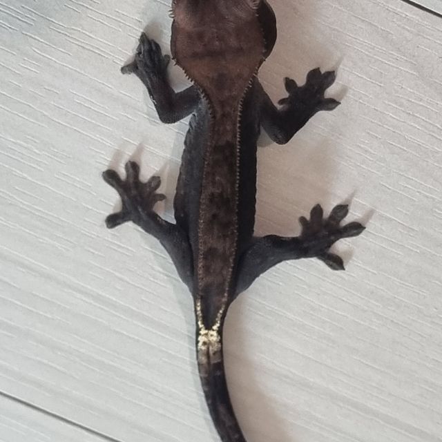 챠콜 카푸치노