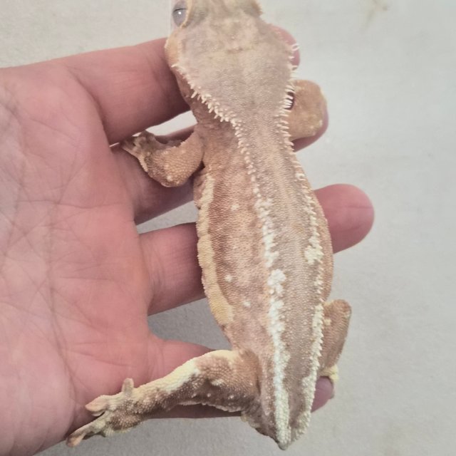 팬텀 릴리화이트