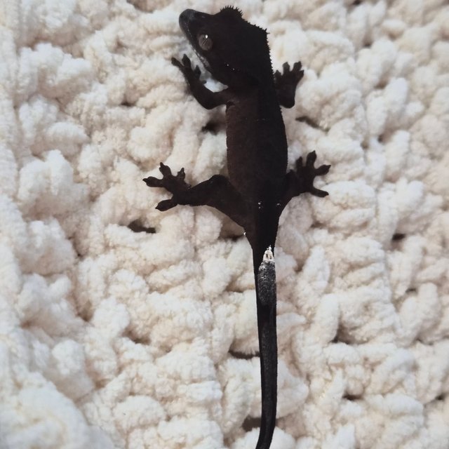 챠콜 팬텀 카푸치노