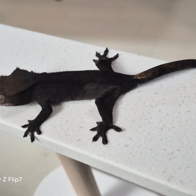 챠콜 팬텀 카푸치노 풀핀