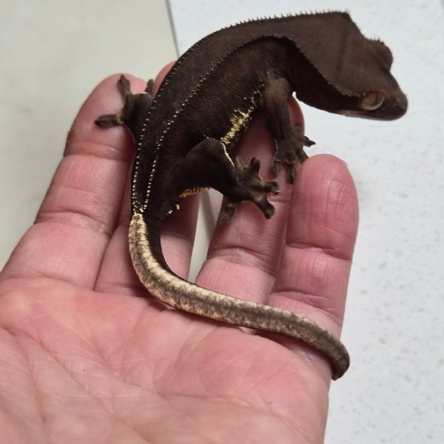 챠콜 팬텀 릴리화이트